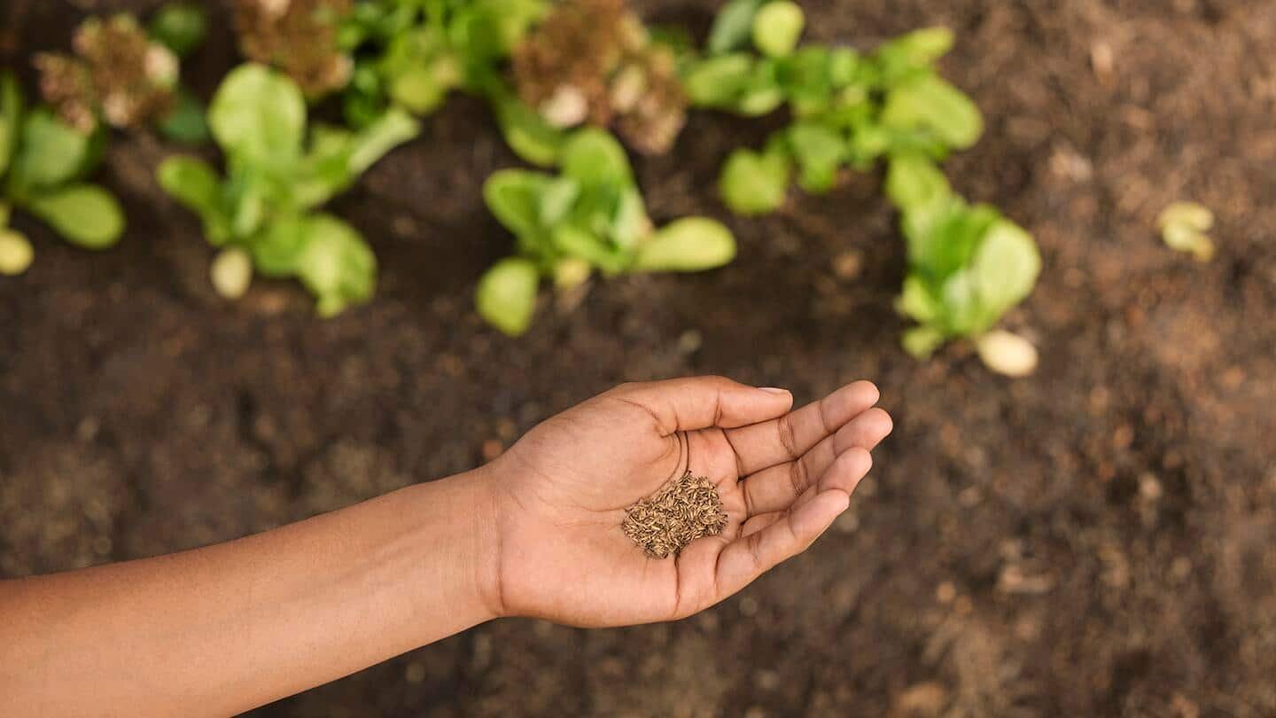 Hands planting a young seedling into dark garden soil in morning light